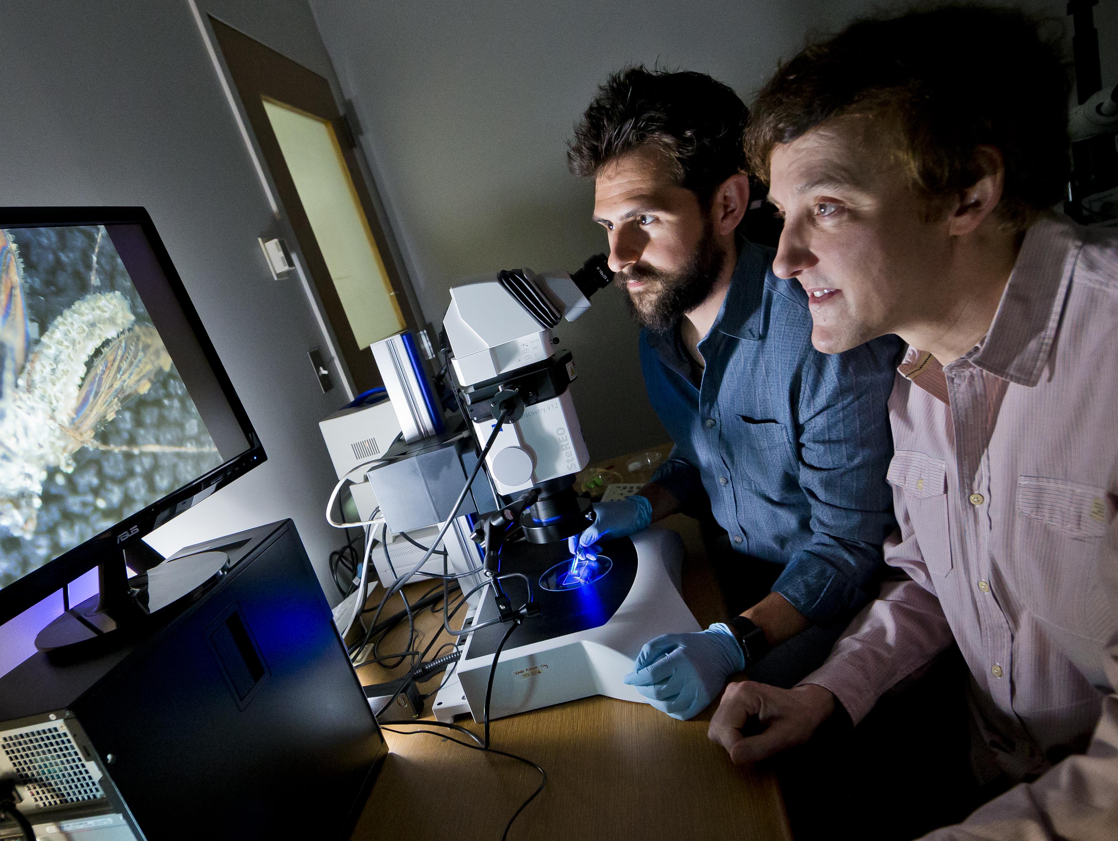 Professor Raymond St. Leger on the right and entomologist Brian Lovett examine a mosquito under the microscope. Their paper in the journal Science describing the development and testing of a transgenic fungus to control malaria mosquitos was awarded the 2019 AAAS Newcomb Cleveland Prize. Photo Credit: John Consloli/University of Maryland