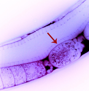 In this image of a roundworm (Caenorhabditis elegans), a recently fertilized egg cell (arrow) contains particles of double-stranded RNA (dsRNA, small magenta dots) that are capable of silencing specific genes. A new University of Maryland study shows, for the first time, that these dsRNA molecules pass directly from the parent worm’s circulatory system to the egg, revealing a possible mechanism for non-genetic inheritance. Image credit: Antony Jose (Click image to download hi-res version.)