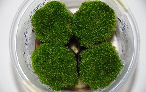 P. patens, the moss used for the study, growing in the laboratory. Photo: Jörg Becker, Instituto Gulbenkian de Ciência. (Click image to download hi-res version.)