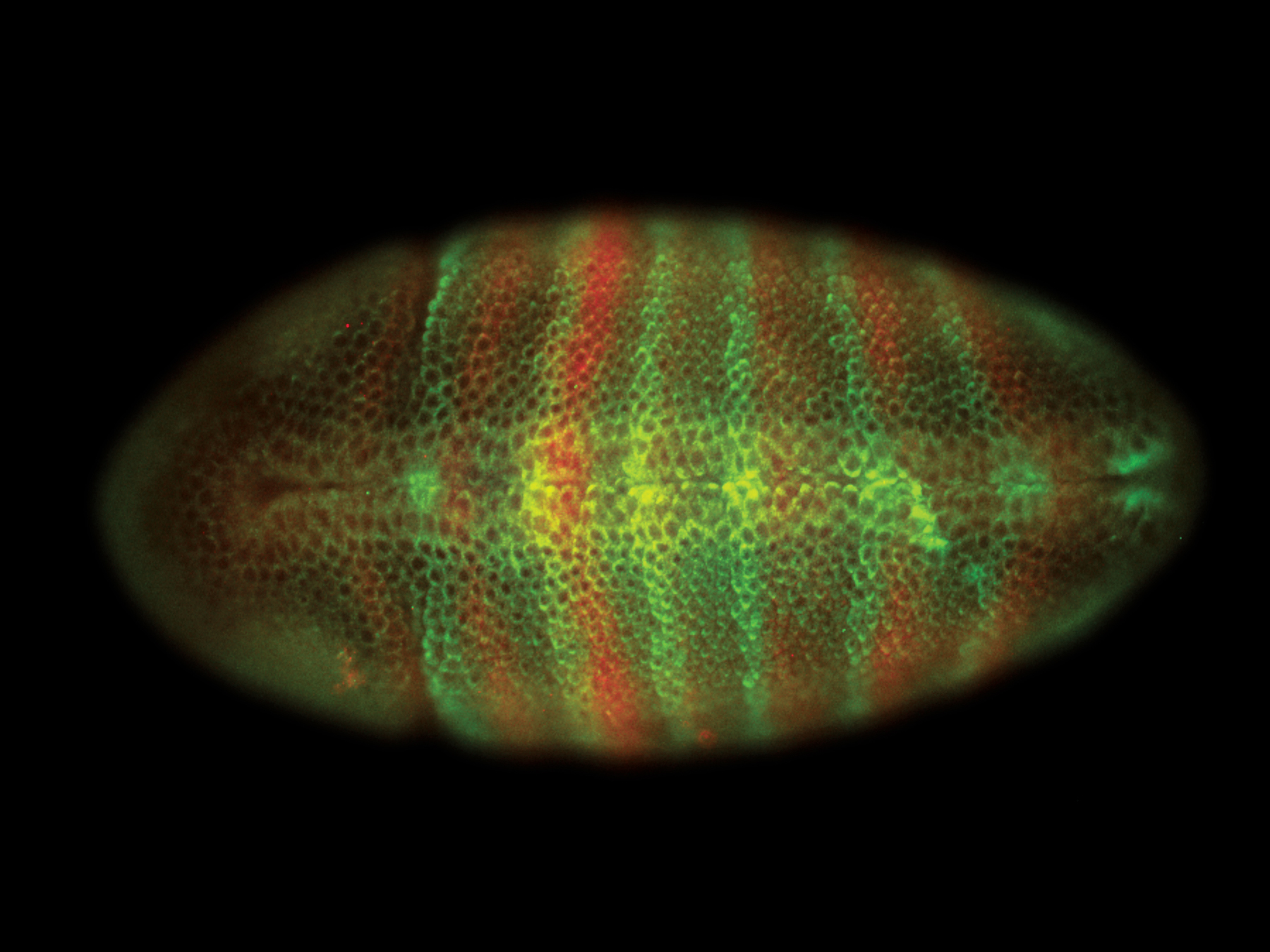 A microscopy image of an insect embryo, which looks something like a fluorescent green and orange grain of rice.