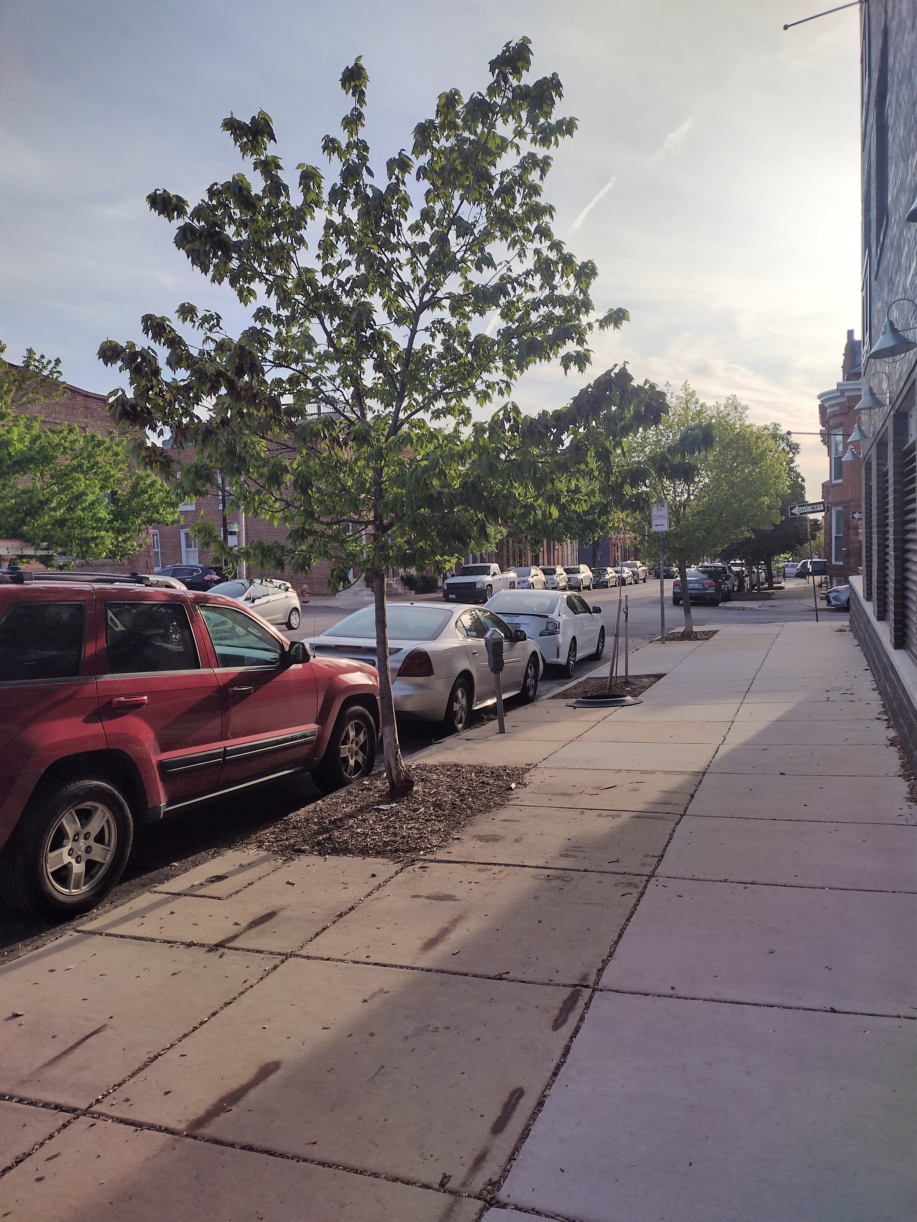 Young trees lining a street in Baltimore. Image courtesy of Meghan Avolio.