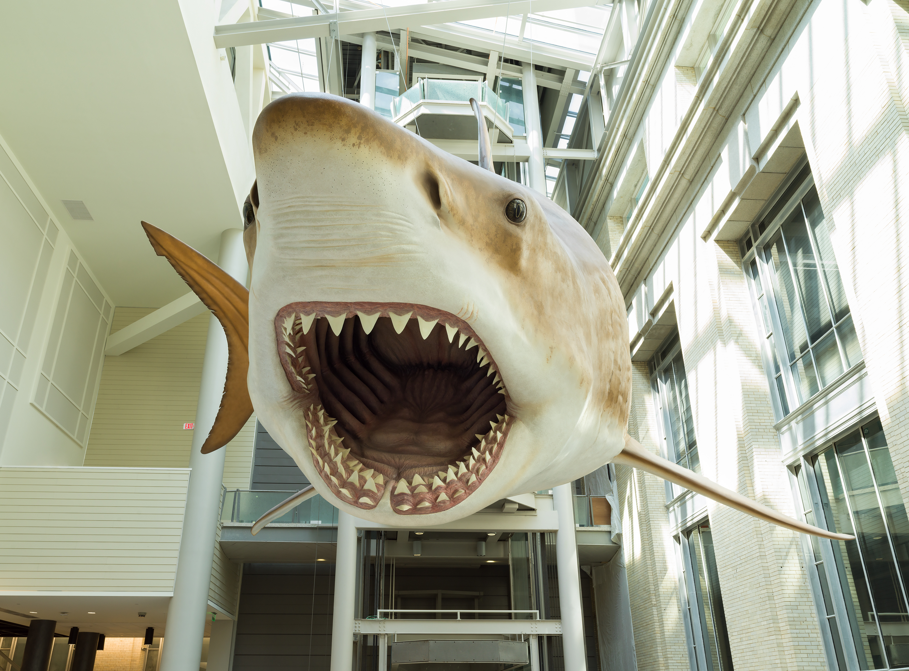 A life-size model of <i>C. megalodon</i> greets café diners at the Smithsonian’s National Museum of Natural History. Photo courtesy Lucia RM Martino, Smithsonian Institution. (Click image to download hi-res version)