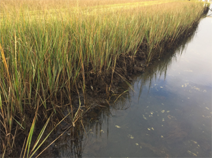 Salt marshes, such as this one in the Waquoit Bay National Estuarine Research Reserve in East Falmouth, Massachusetts, capture and store large amounts of carbon dioxide from the atmosphere every year. Image credit: Ariana Sutton-Grier (Click image to download hi-res version.)
