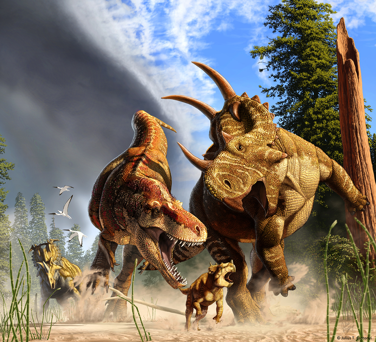 In this artist’s depiction of wildlife from Alberta, Canada, 77 million years ago, the tyrannosaur <i>Daspletosaurus</i> is hunting a young horned <i>Spinops</i>, while an adult <i>Spinops</i> tries to interfere and a different horned dinosaur (Coronosaurus) watches from a distance. Illustration by Julius Csotonyi. Click image to download hi-res version.