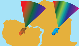This graphic compares the light spectrum visible to three South American cichlid species (left) with the spectrum visible to many African species (right). South American cichlids have visual systems adapted to the red-shifted light environment of murky Amazonian waters. Image credit: Daniel Escobar-Camacho (Click image to download hi-res version.)