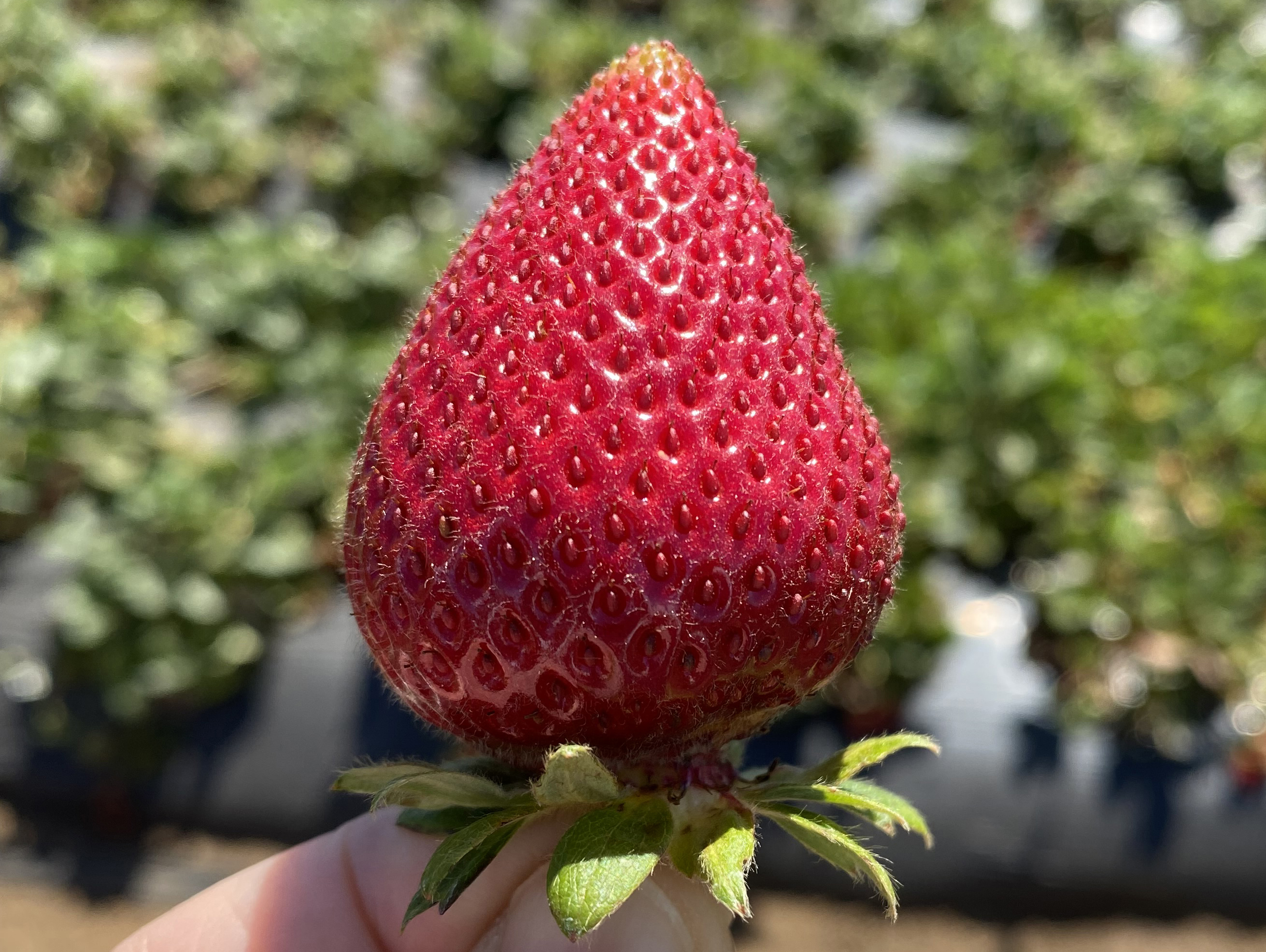 Strawberry close-up.