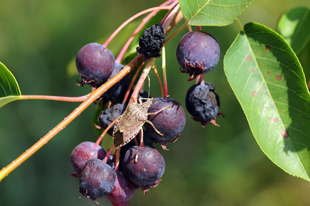 An adult brown marmorated stink bug (Halyomorpha halys) can be seen here feeding on the ripe fruits of a serviceberry tree (Amelanchier x grandiflora). Image credit: Michael Raupp (Click image to download hi-res version.)