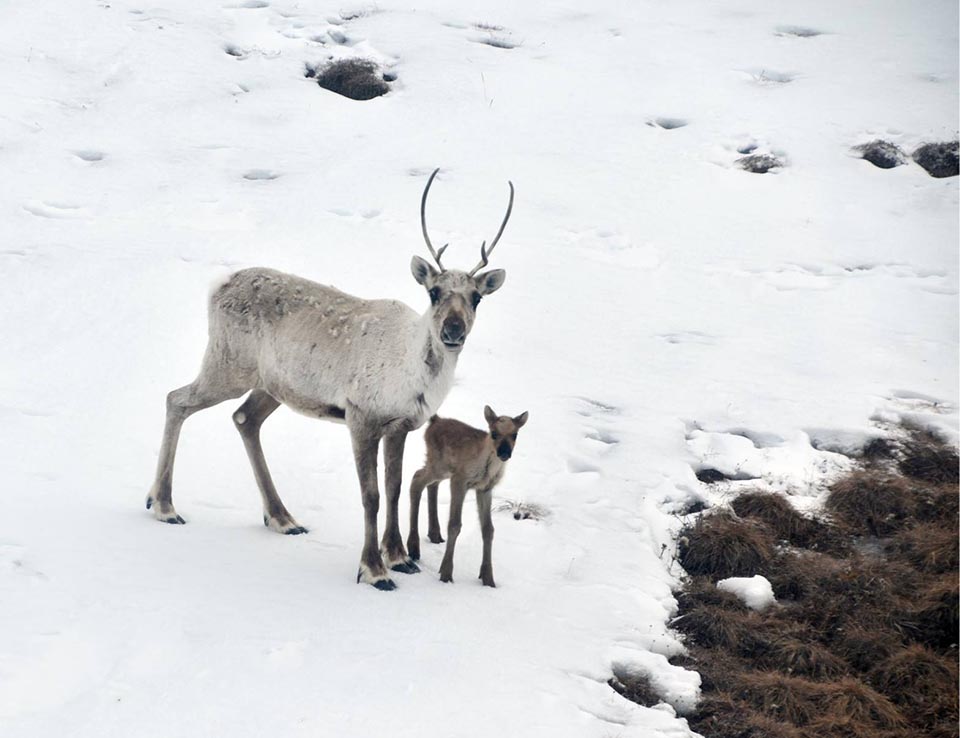 A caribou cow and her calf search for food in the Arctic tundra in spring. Credit: Matt Cameron/U.S. National Park Service (Click image to download hi-res version)