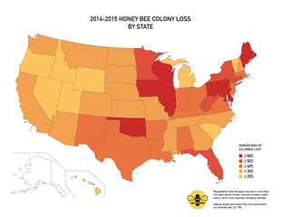 2014-2015 honey bee colony loss by state. Image: Bee Informed Partnership/University of Maryland/Loretta Kuo (Click image to download hi-res version.)