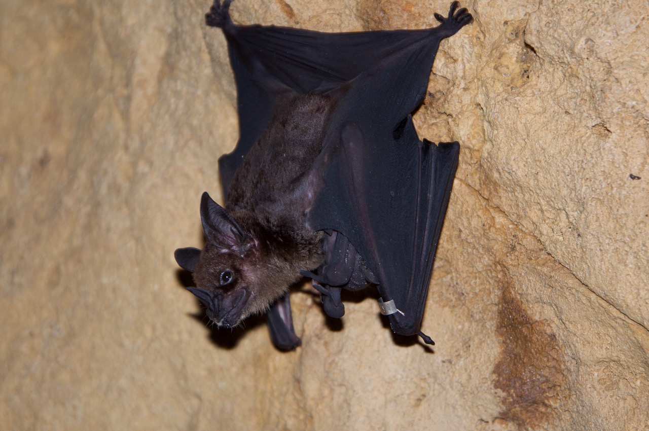 A photo of a brown and black bat hanging upside down. Credit: Courtesy of Gerald Wilkinson. Click image to download hi-res version.