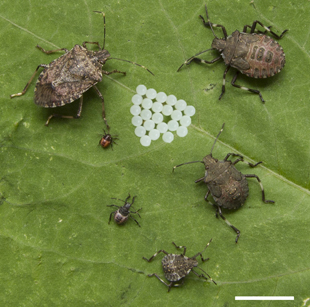 This image shows stages in the life cycle of the brown marmorated stink bug, Halyomorpha halys, from egg to adult. The white bar on the lower right equals one centimeter. Credit: Yong Lu.  Click image to download hi-res version.